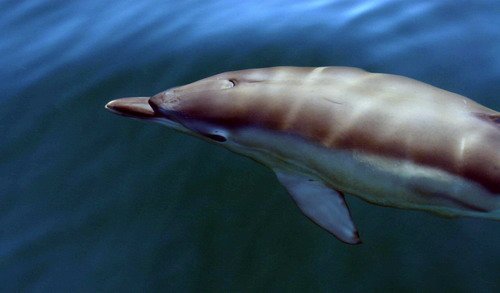 SBCD PAnderwald0111a image sbcd_panderwald0111a-jpg