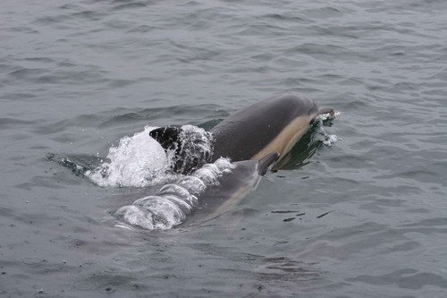 SBCD PAnderwald0650 image sbcd_panderwald0650-jpg