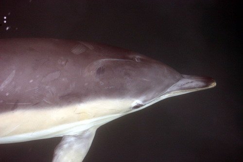 SBCD PAnderwald0769 image sbcd_panderwald0769-jpg