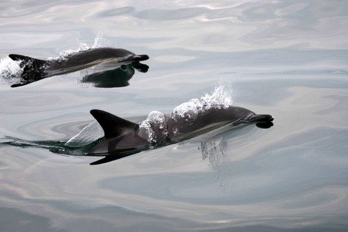 SBCD PAnderwald0879 image sbcd_panderwald0879-jpg