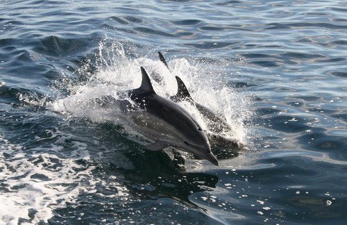 SBCD PAnderwald2553 image sbcd_panderwald2553-jpg