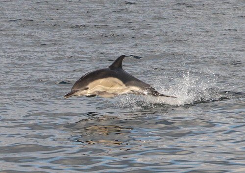 SBCD PAnderwald2571 image sbcd_panderwald2571-jpg