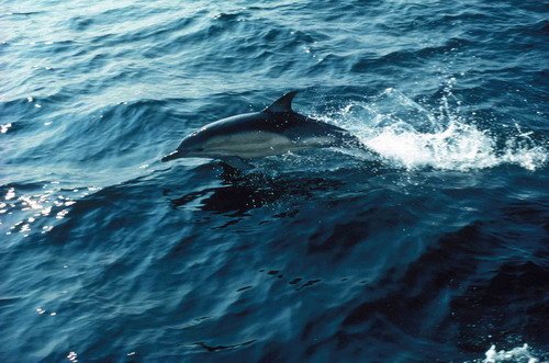 SBCD PGHEVANS12 image sbcd_pghevans12-jpg