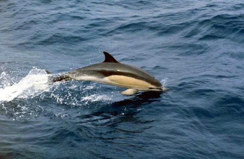 SBCD PGHEVANS13 image sbcd_pghevans13-jpg