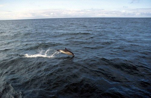 SBCD PGHEVANS23 image sbcd_pghevans23-jpg