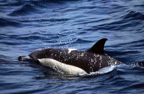 SBCD PGHEvans11 image sbcd_pghevans11-jpg