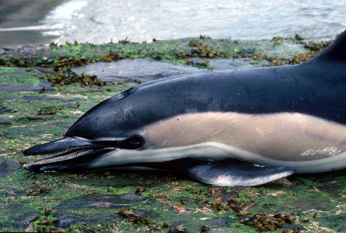 SBCD PGHEvans16 image sbcd_pghevans16-jpg