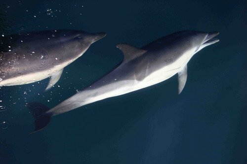 SBCD PGHEvans3720 image sbcd_pghevans3720-jpg