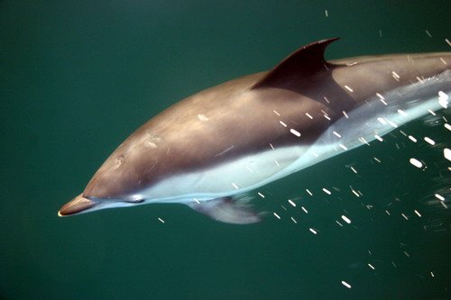 SBCD PGHEvans3738a image sbcd_pghevans3738a-jpg