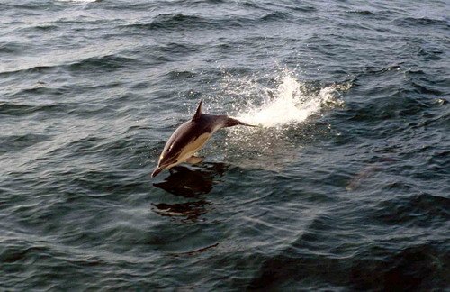 SBCD PGHEvans3a image sbcd_pghevans3a-jpg