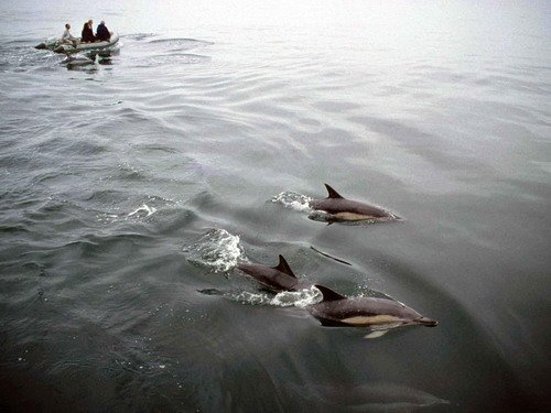 SBCD PGHEvans40a image sbcd_pghevans40a-jpg