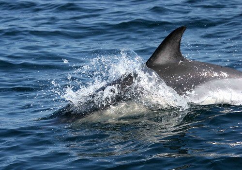 SBCD PGHEvans43 image sbcd_pghevans43-jpg