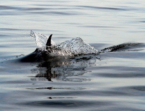 SBCD PGHEvans44a image sbcd_pghevans44a-jpg