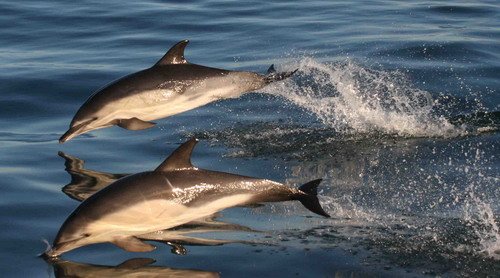 SBCD PGHEvans4703 image sbcd_pghevans4703-jpg