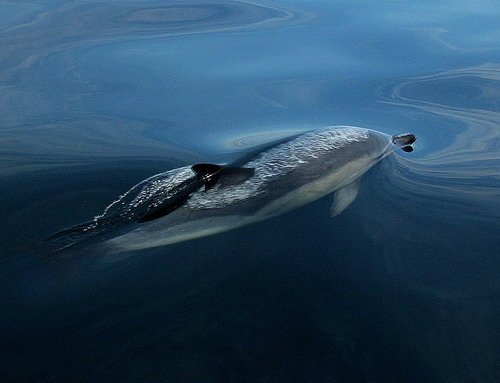 SBCD PGHEvans48a image sbcd_pghevans48a-jpg