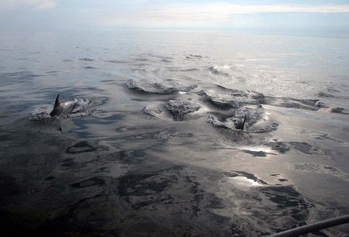 SBCD PGHEvans51 image sbcd_pghevans51-jpg