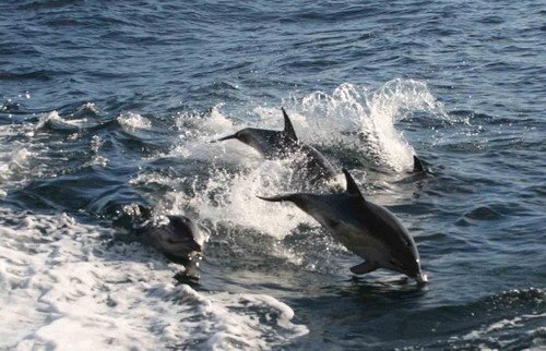 SBCD PGHEvans5134a image sbcd_pghevans5134a-jpg