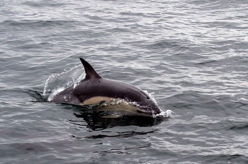 image sbcd_pghevans54-jpg