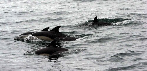 image sbcd_pghevans55-jpg