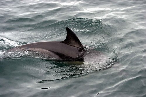 image sbcd_pghevans56-jpg