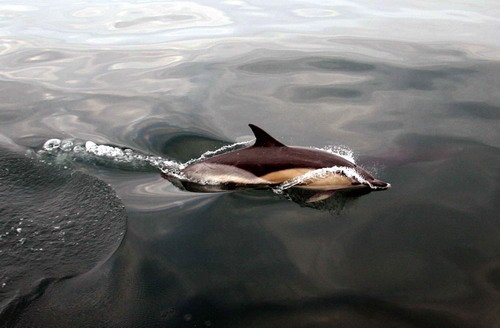 image sbcd_pghevans57-jpg