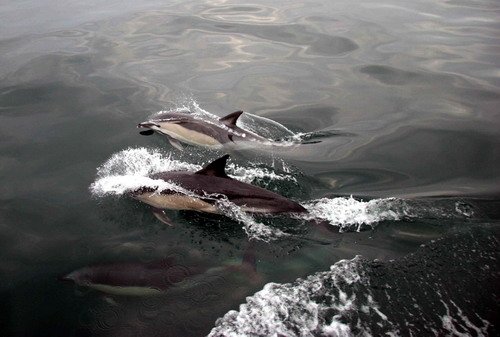 image sbcd_pghevans61a-jpg