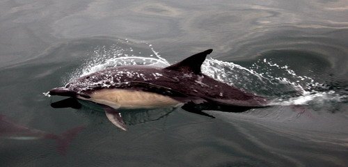 SBCD PGHEvans64a image sbcd_pghevans64a-jpg