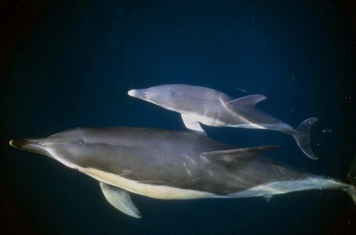 SBCD RWBAIRD4a image sbcd_rwbaird4a-jpg