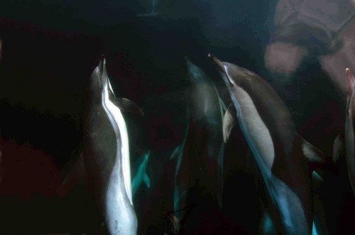 SBCD RWBaird2a image sbcd_rwbaird2a-jpg