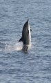 Short-beaked Common Dolphin