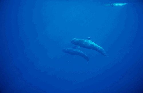 image sfpw_cswann2-jpg