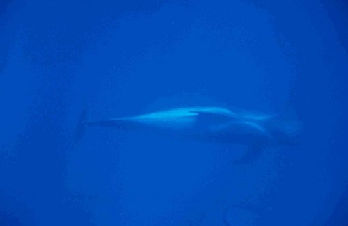 image sfpw_cswann7-jpg