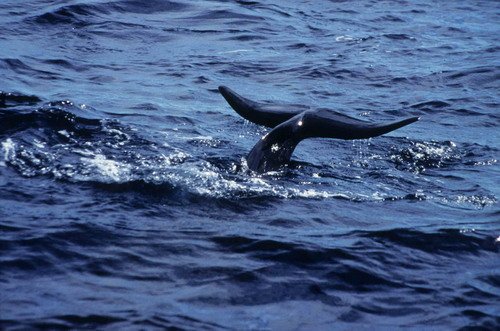 image sfpw_fritter10-jpg