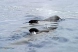 Short-finned Pilot Whale