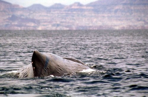 SPW CSWANN8 image spw_cswann8-jpg