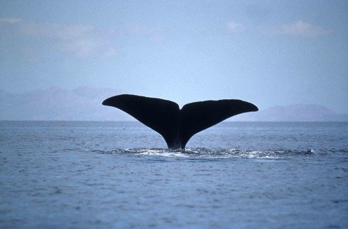 SPW CSWANN9 image spw_cswann9-jpg