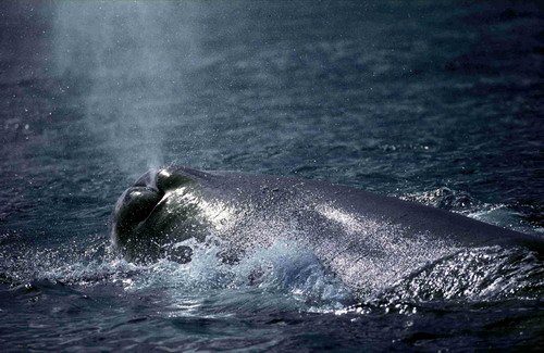 SPW FUGARTE2 image spw_fugarte2-jpg