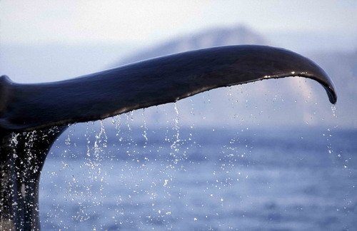 SPW FUGARTE3 image spw_fugarte3-jpg