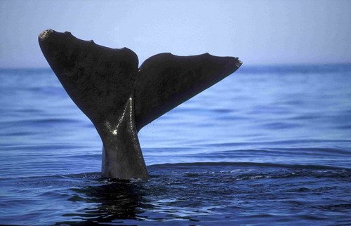 SPW FUGARTE4 image spw_fugarte4-jpg