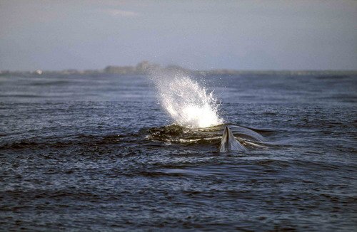 SPW FUGARTE8 image spw_fugarte8-jpg