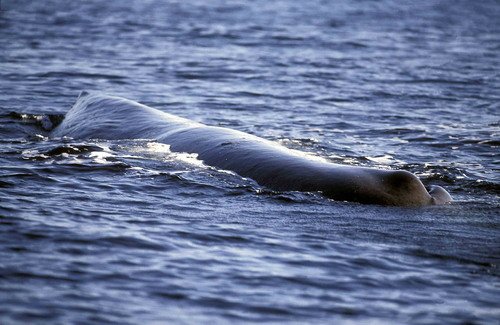 SPW FUGARTE9 image spw_fugarte9-jpg