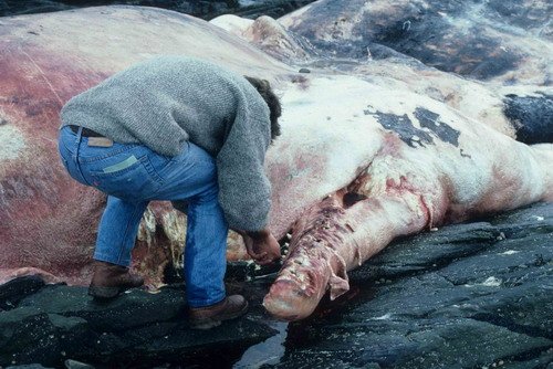 SPW GScanlan image spw_gscanlan-jpg