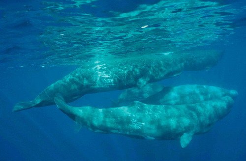 SPW IFAW2 image spw_ifaw2-jpg