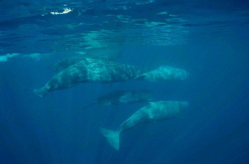 SPW IFAW3 image spw_ifaw3-jpg