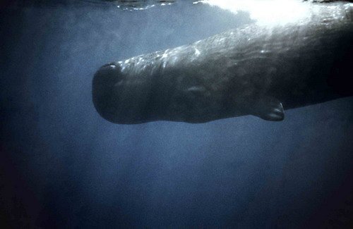 SPW JGORDON1 image spw_jgordon1-jpg