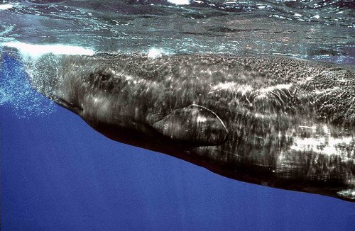 SPW JGordonIFAW image spw_jgordonifaw-jpg