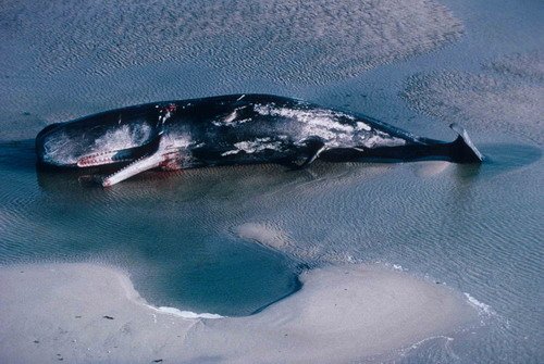 SPW JKOLVOORT image spw_jkolvoort-jpg