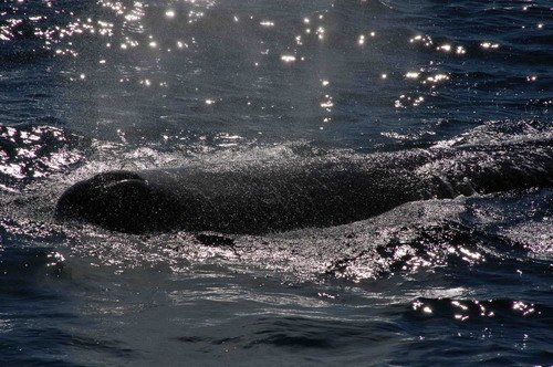 SPW LHandley2306 image spw_lhandley2306-jpg