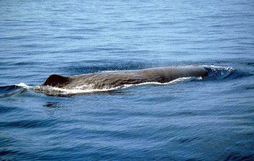 SPW MZANARDELLI image spw_mzanardelli-jpg