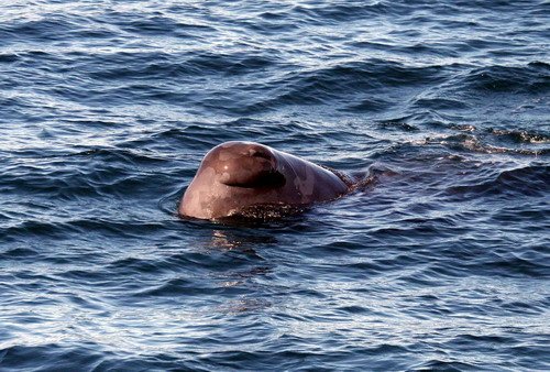 SPW PGHEvans 6029 image spw_pghevans_6029-jpg